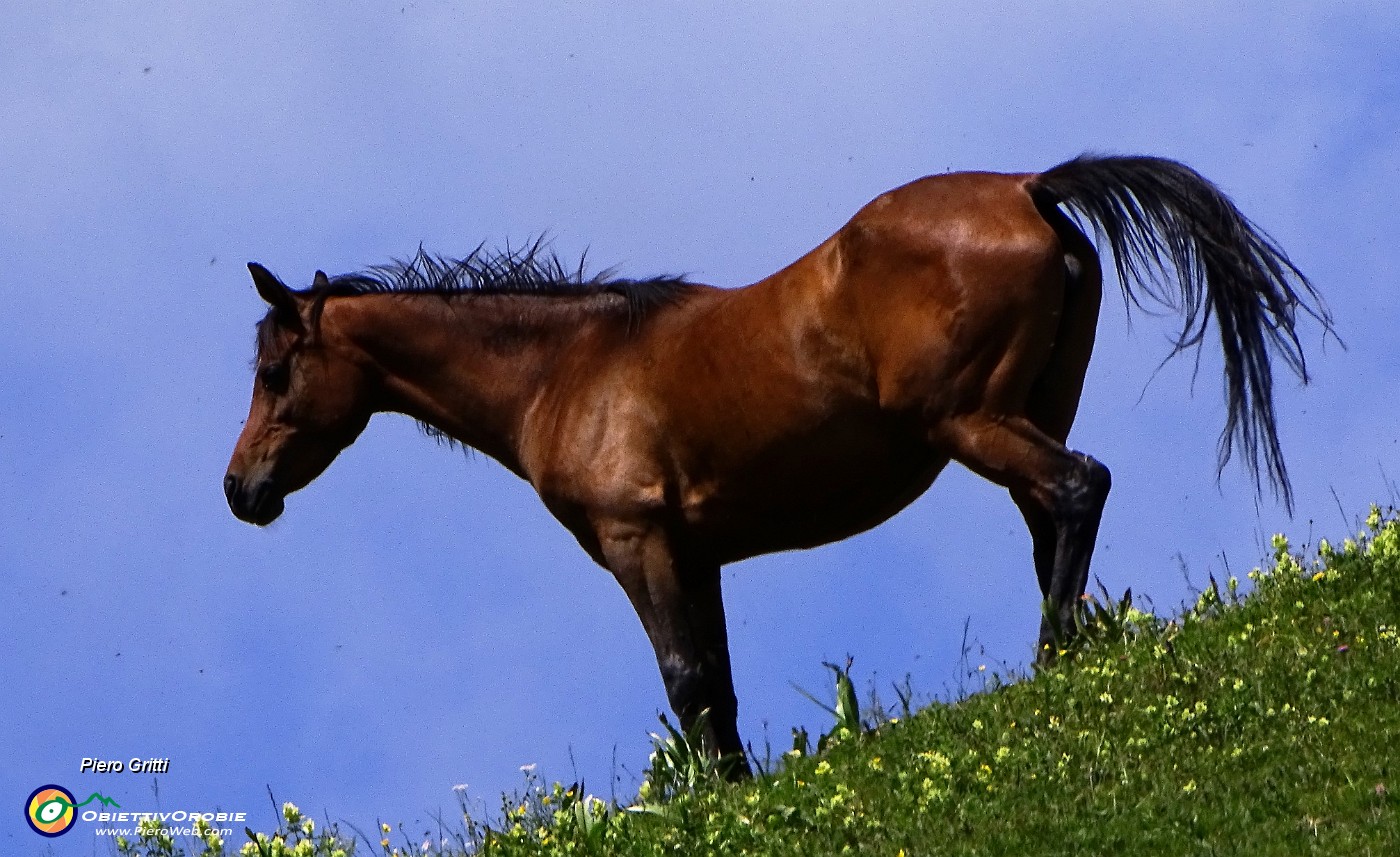 12 Bel cavallo.JPG